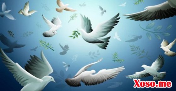 Mơ thấy chim hòa bình - Chiêm bao thấy chim hòa bình đánh con gì?