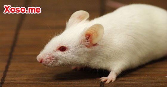 Mơ thấy chuột bạch – Chiêm bao thấy chuột bạch đánh con gì?