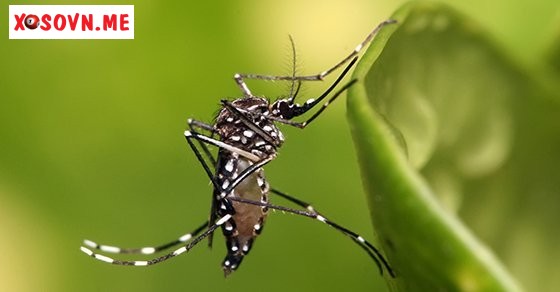 Mơ thấy con muỗi – Chiêm bao thấy con muỗi đánh con gì?