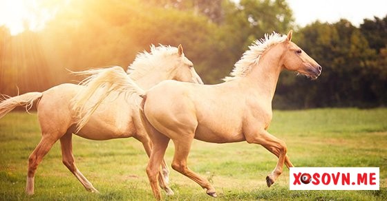 Mơ thấy con ngựa – Chiêm bao thấy con ngựa đánh con gì?