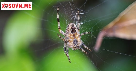 Mơ thấy con nhện – Chiêm bao thấy con nhện đánh con gì?