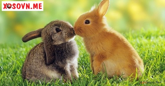 Mơ thấy thỏ con – Chiêm bao thấy thỏ con đánh con gì?