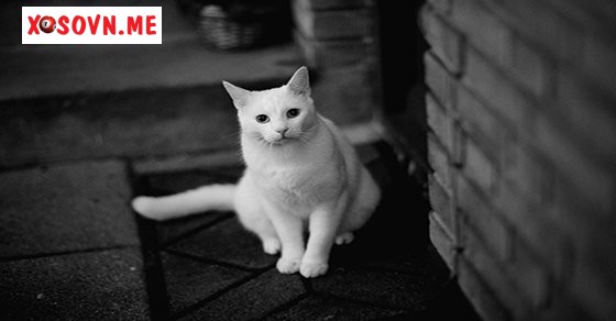 Mơ thấy mèo trắng – Chiêm bao thấy mèo trắng đánh con gì?