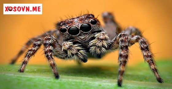 Mơ thấy nhện – Chiêm bao thấy nhện đánh con gì?