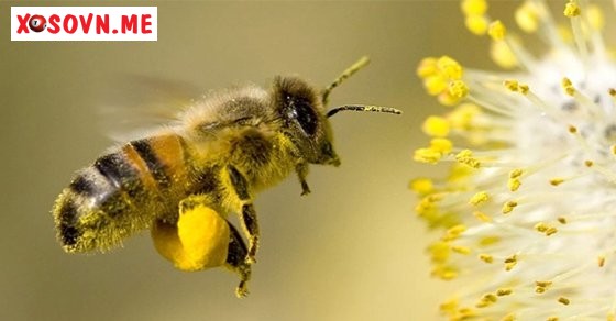 Mơ thấy ong - Giải mộng chiêm bao thấy ong đánh con gì?