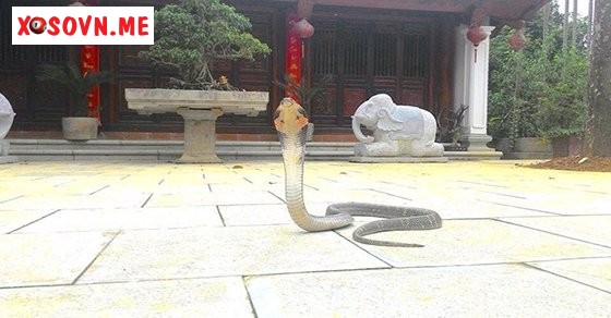 Mơ thấy rắn vào nhà – Chiêm bao thấy rắn vào nhà đánh con gì?