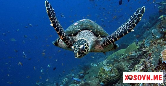 Mơ thấy rùa biển – Giải mộng chiêm bao thấy rùa biển đánh con gì?