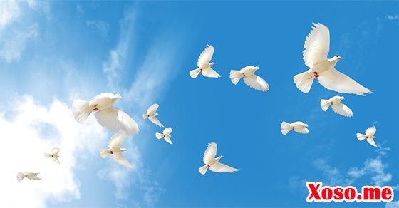 Mơ thấy đàn chim hòa bình là điềm báo mọi khó khăn sẽ qua