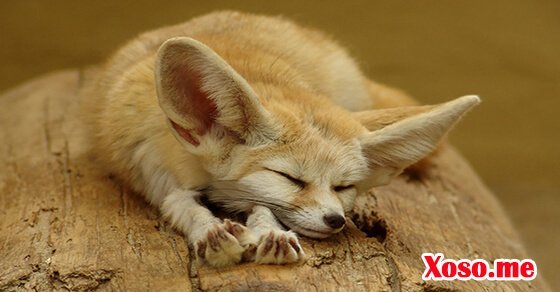 Mơ thấy con cáo đang ngủ là bạn sẽ vượt qua khó khăn