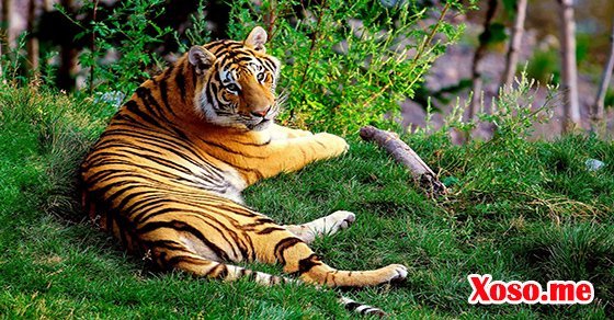 Mơ thấy con hổ – Chiêm bao thấy con hổ đánh con gì?