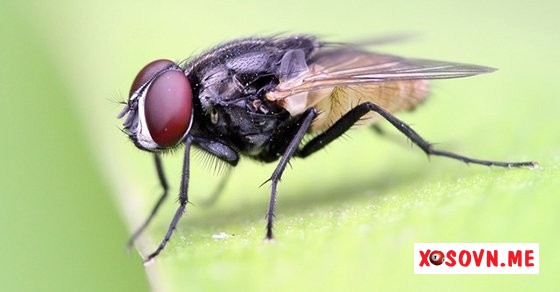 Mơ thấy con ruồi – Chiêm bao thấy con ruồi đánh con gì?