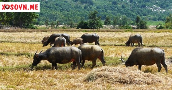 Mơ thấy đàn trâu