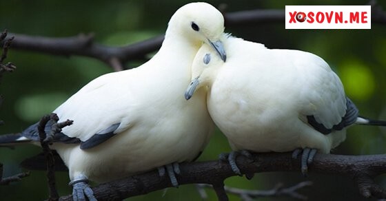 Mơ thấy đôi chim bồ câu đậu cạnh nhau là điềm báo lứa đôi hạnh phúc