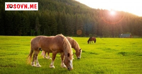 Mơ thấy ngựa ăn cỏ tươi là cuộc sống đầy đủ