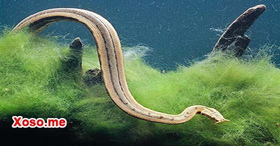 Mơ thấy rắn bơi – Chiêm bao thấy rắn bơi đánh con gì?