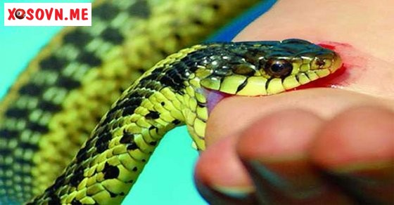 Mơ thấy rắn cắn gót chân – Chiêm bao thấy rắn cắn gót chân đánh con gì?