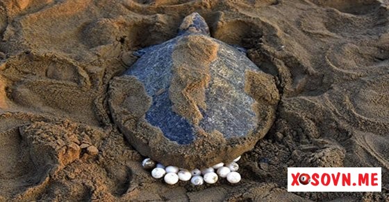 Mơ thấy rùa biển đẻ trứng là có điềm sinh nở