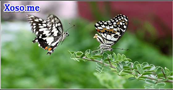 Chiêm bao thấy 2 con bướm là điềm gì?